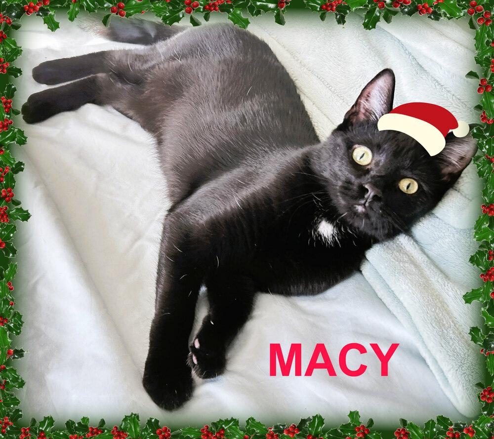 Enlarge Macy, a Adoptable Domestic Short Hair in Mooresville, NC image 3/4