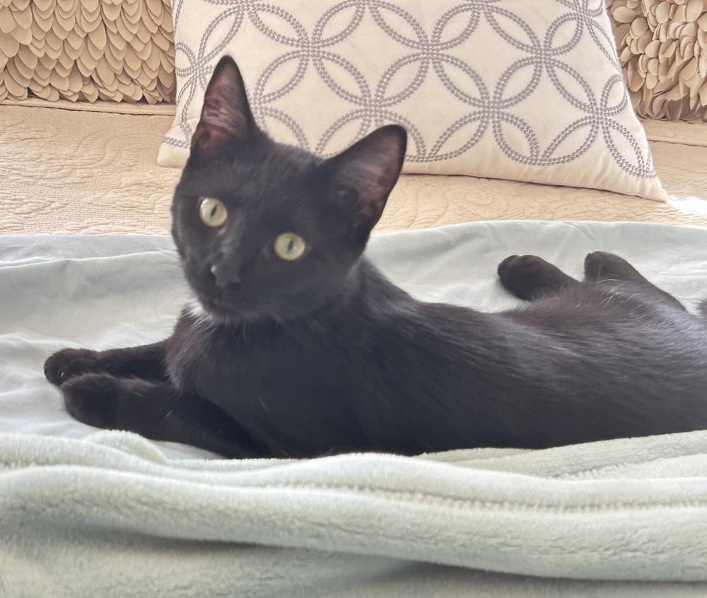 Enlarge Macy, a Adoptable Domestic Short Hair in Mooresville, NC image 4/4