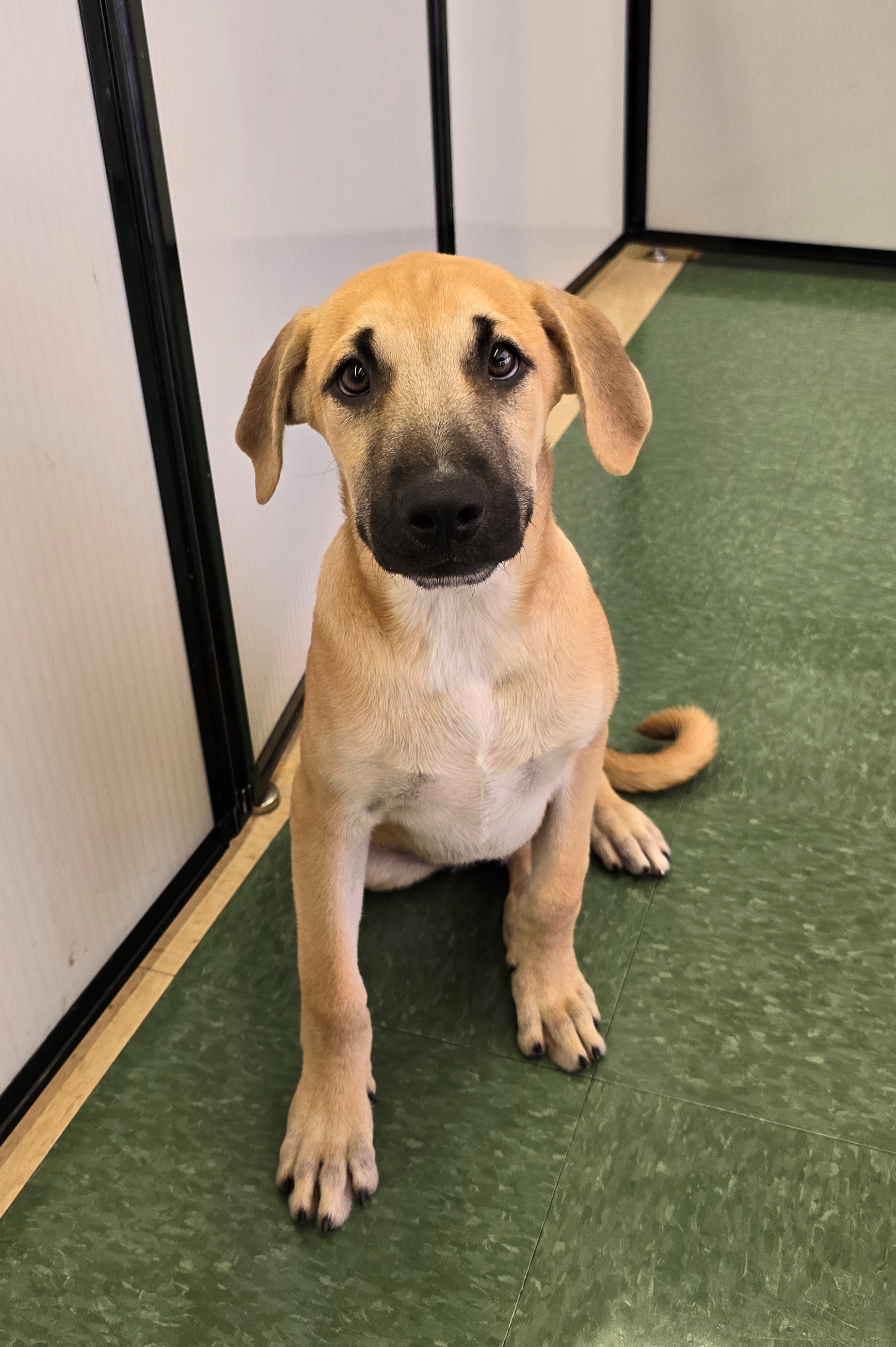 Enlarge Roscoe, a Adoptable mixed breed in Tucson, AZ image 5/5