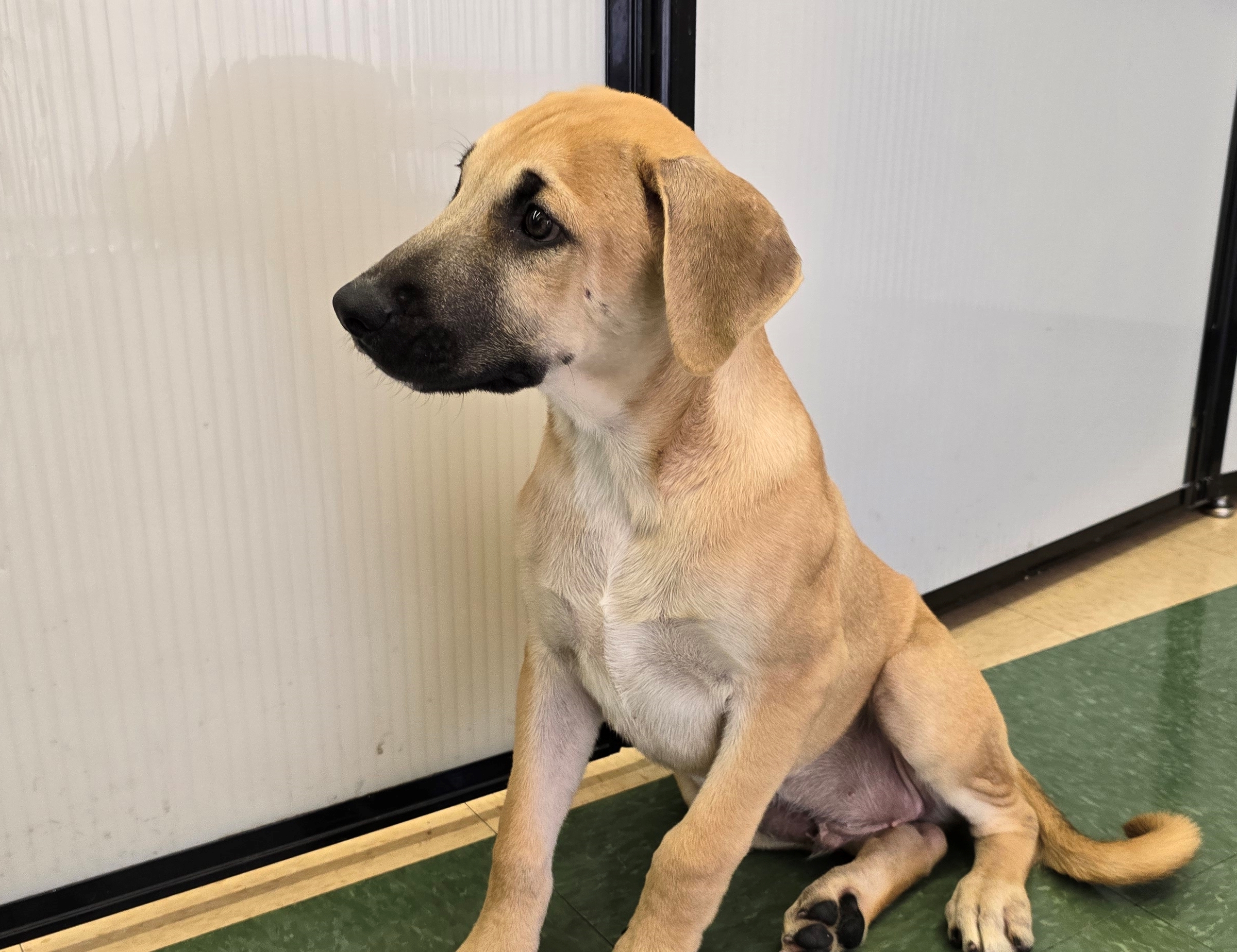 Enlarge Roscoe, a Adoptable mixed breed in Tucson, AZ image 4/5