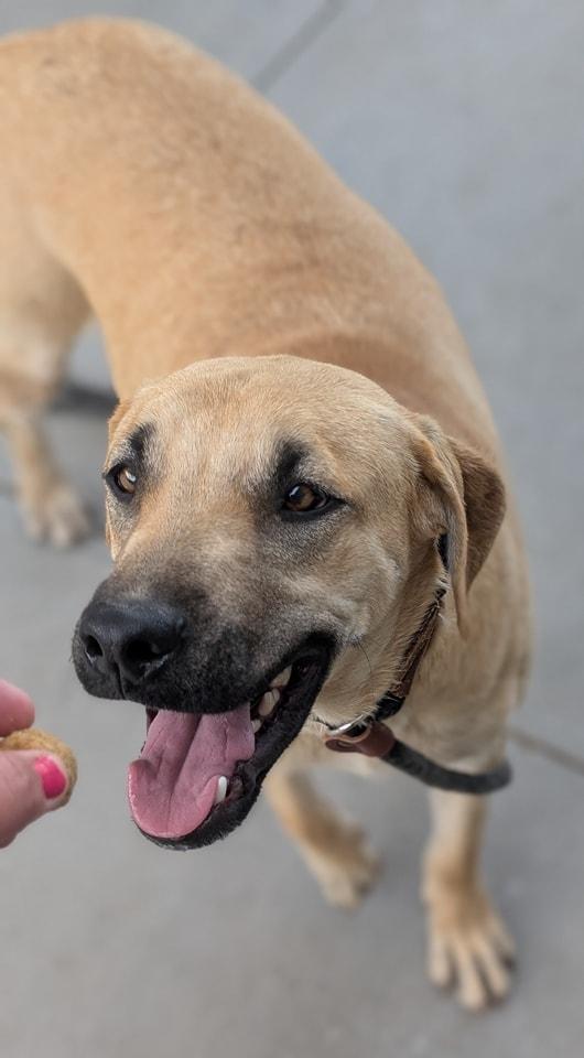 Enlarge Roscoe, a Adoptable mixed breed in Tucson, AZ image 1/5