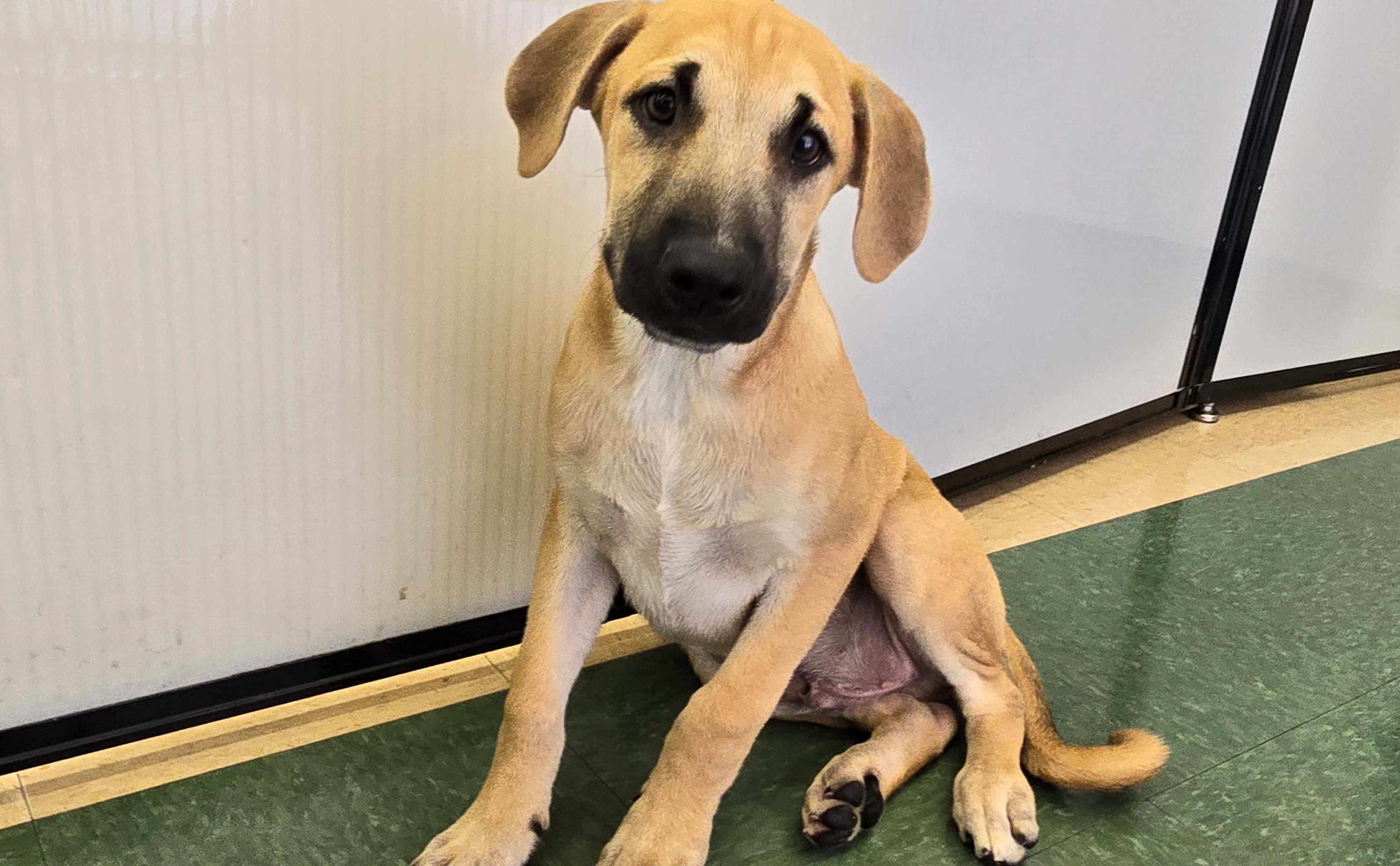 Enlarge Roscoe, a Adoptable mixed breed in Tucson, AZ image 3/5