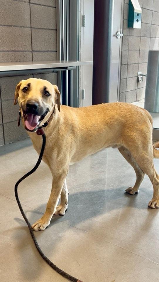 Enlarge Roscoe, a Adoptable mixed breed in Tucson, AZ image 2/5