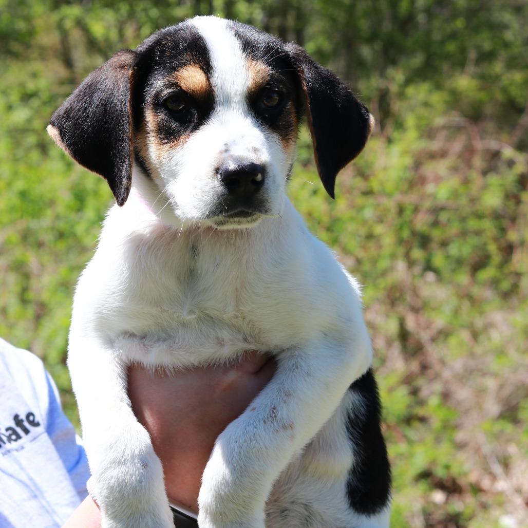 CT Jolene avail May 17 (Verizon Wireless- Dayville, CT), Adoptable, Puppy Female Hound & Mixed Breed.
