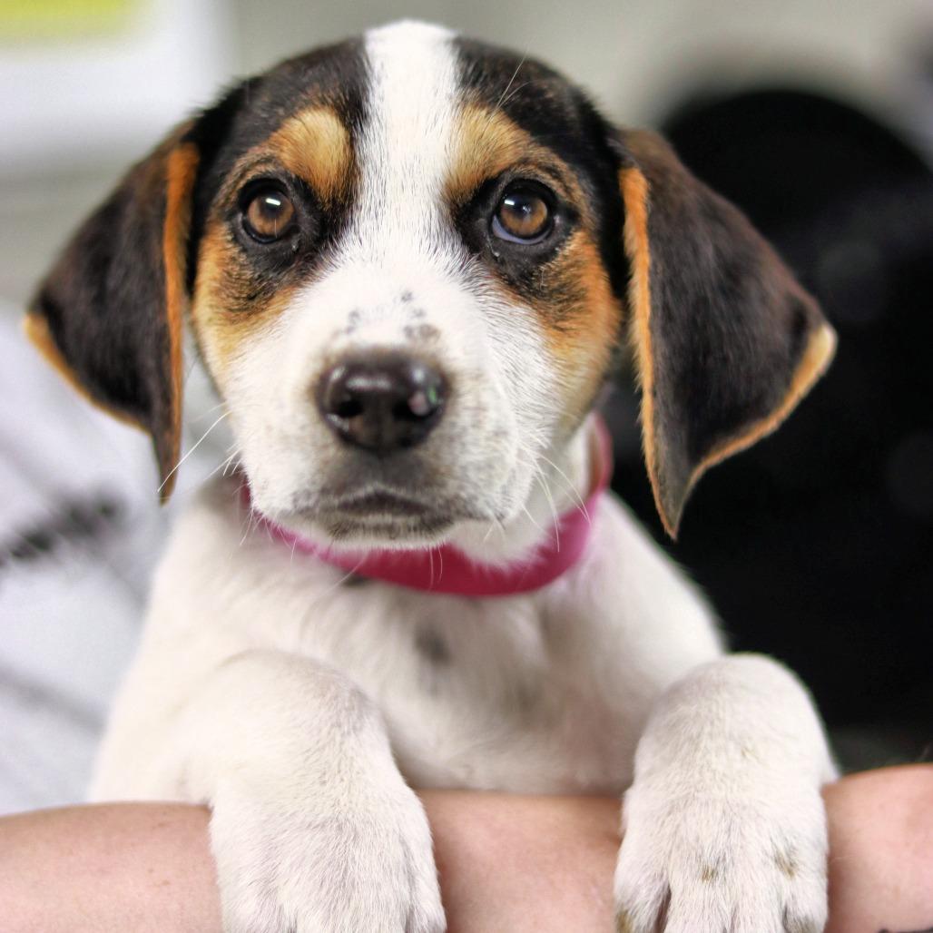 Enlarge CT Jolene avail May 17 (Verizon Wireless- Dayville, CT), a Adoptable mixed breed in Eastford, CT image 2/4