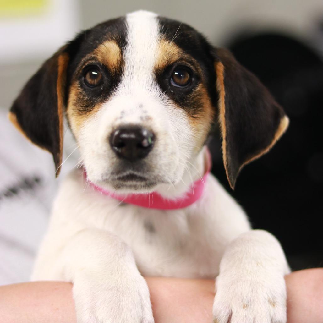 Enlarge CT Jolene avail May 17 (Verizon Wireless- Dayville, CT), a Adoptable mixed breed in Eastford, CT image 3/4