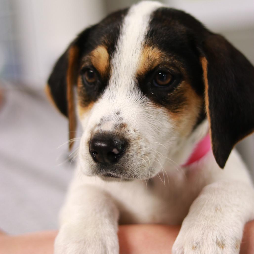 Enlarge CT Jolene avail May 17 (Verizon Wireless- Dayville, CT), a Adoptable mixed breed in Eastford, CT image 4/4