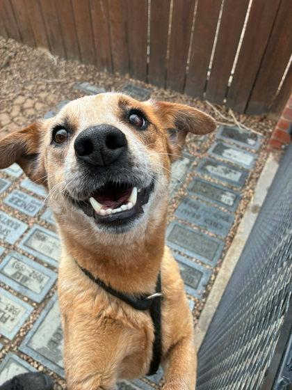 Enlarge Sage, a ADOPTABLE Australian Cattle Dog / Blue Heeler in Canon City, CO image 1/1