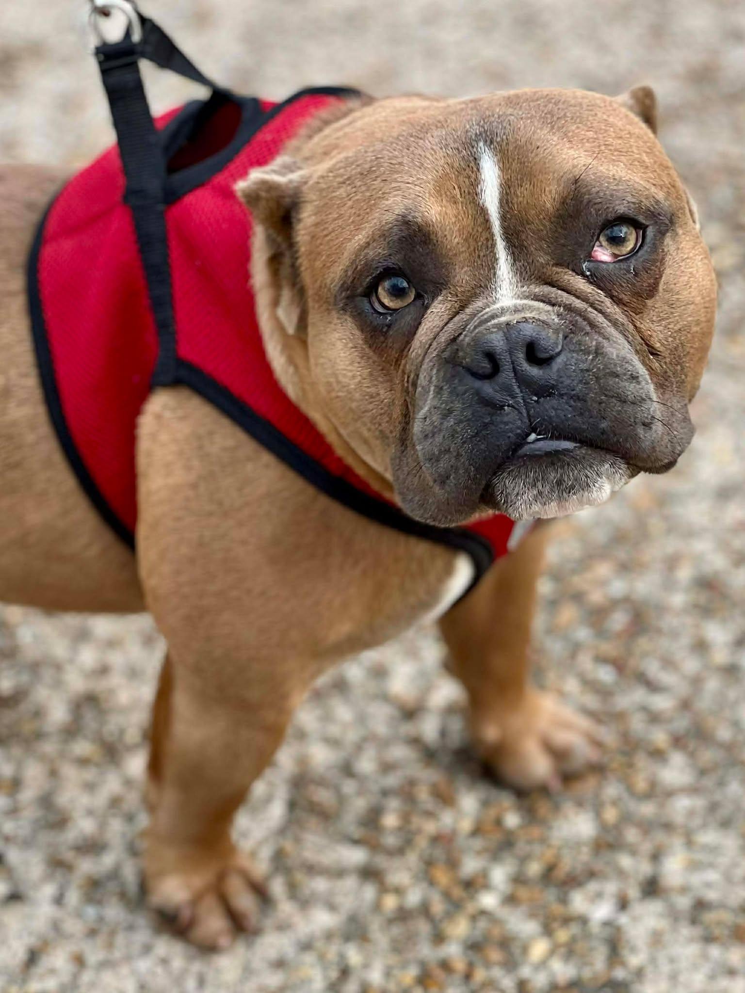 Enlarge Buddy, an adopted mixed breed in Brunswick, ME image 4/6