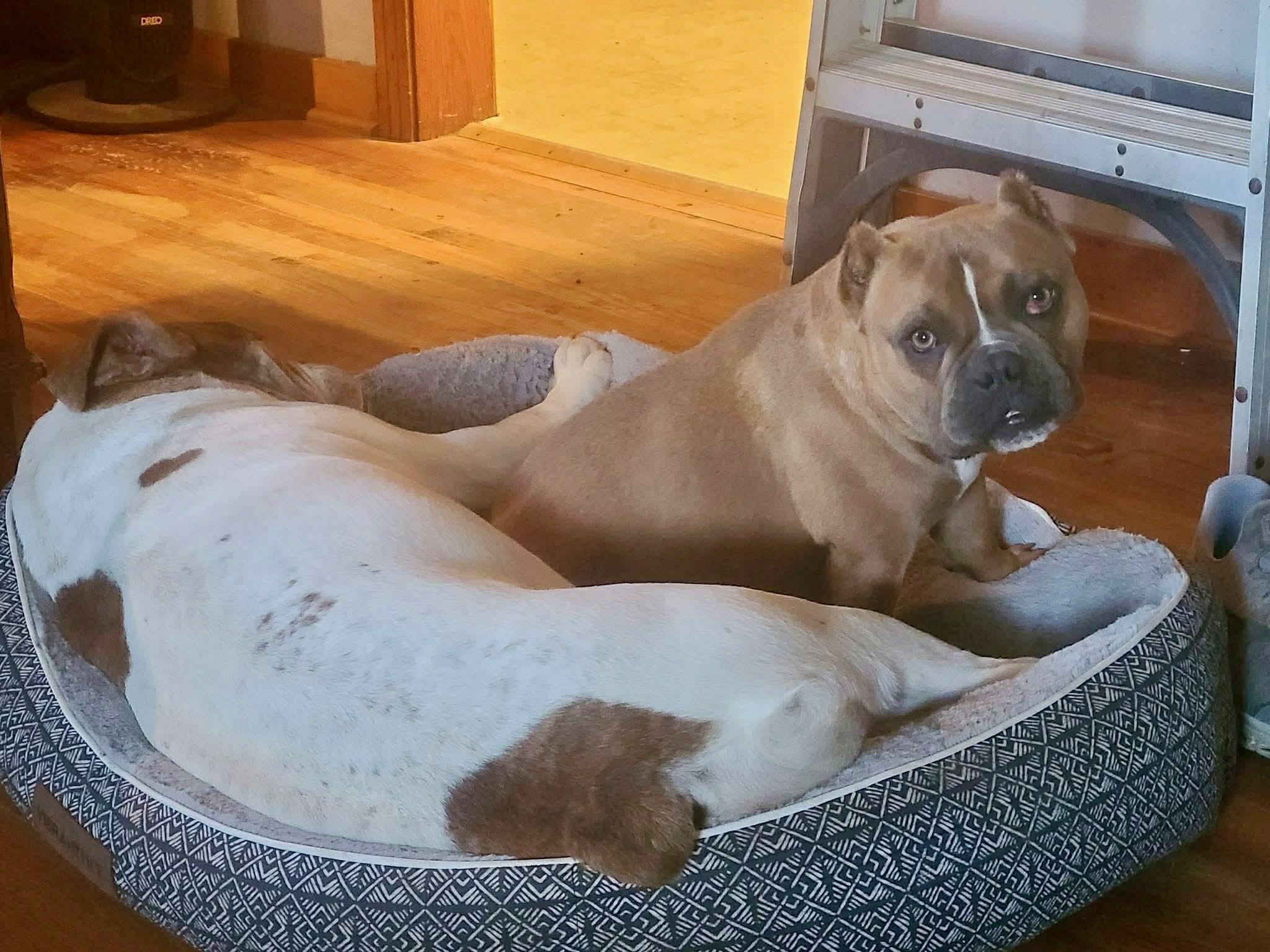 Buddy, a ADOPTABLE mixed breed in Brunswick, ME image 2/2