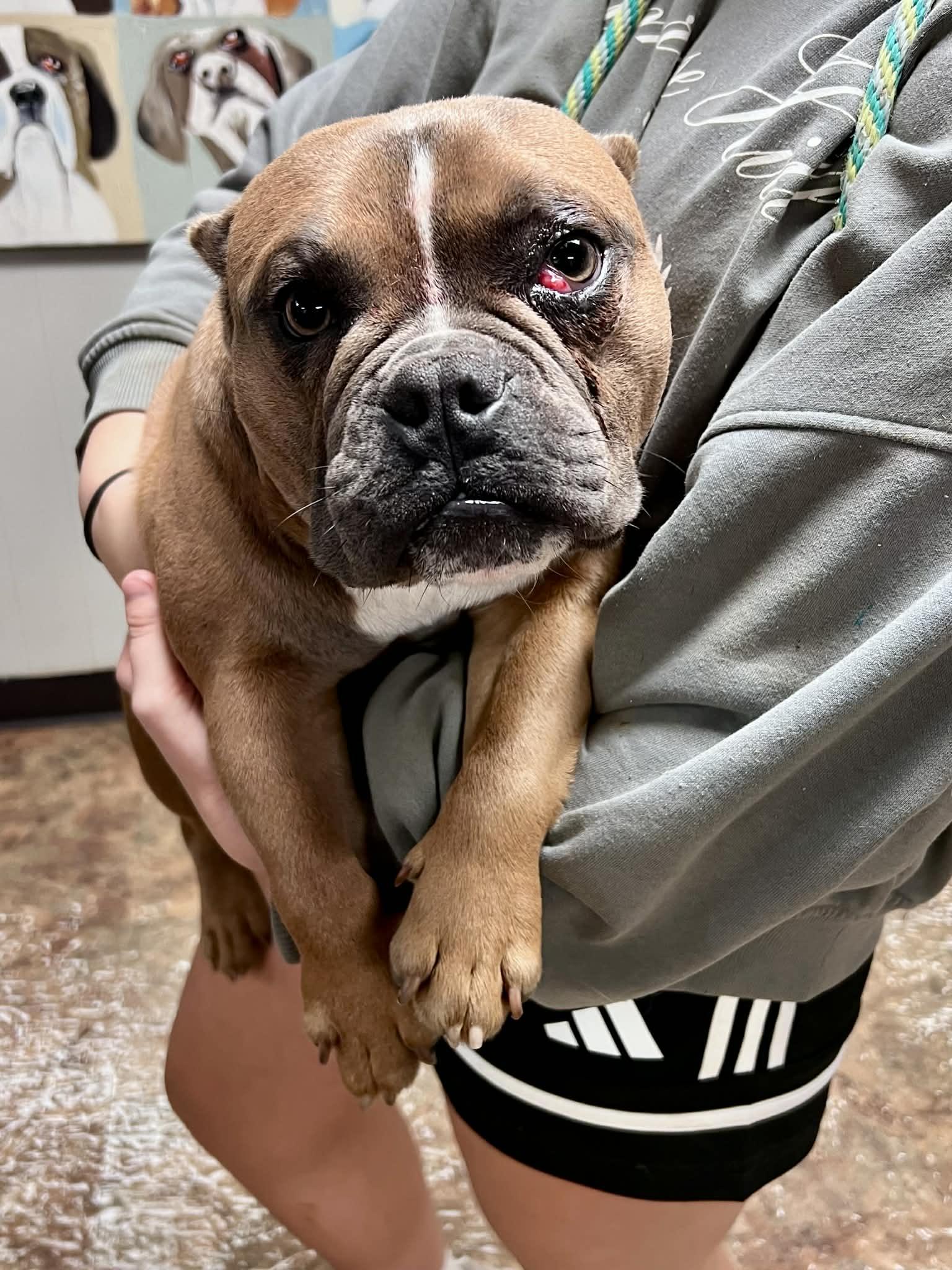 Buddy, ADOPTABLE, Adult Male Bulldog.