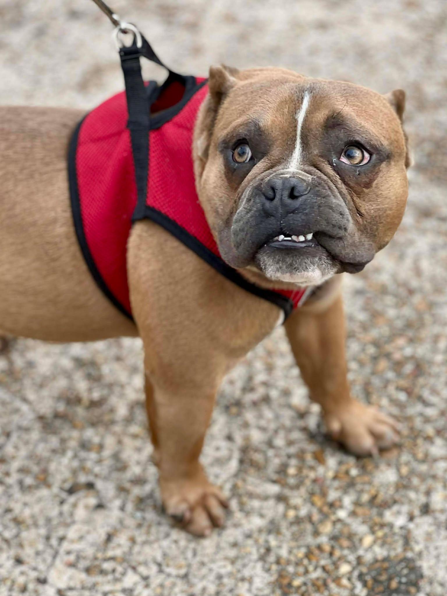 Enlarge Buddy, an adopted mixed breed in Brunswick, ME image 2/6