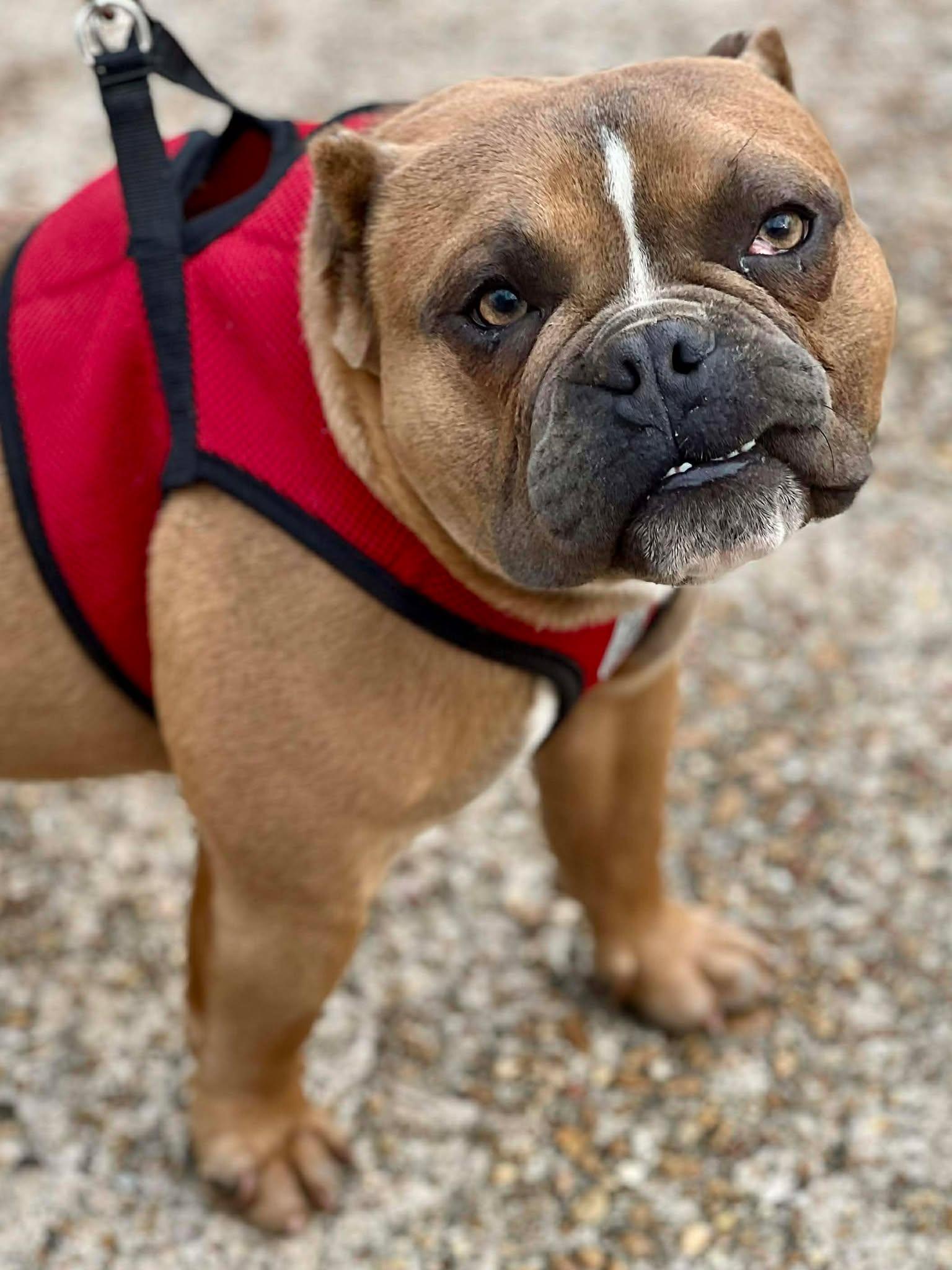 Enlarge Buddy, an adopted mixed breed in Brunswick, ME image 3/6