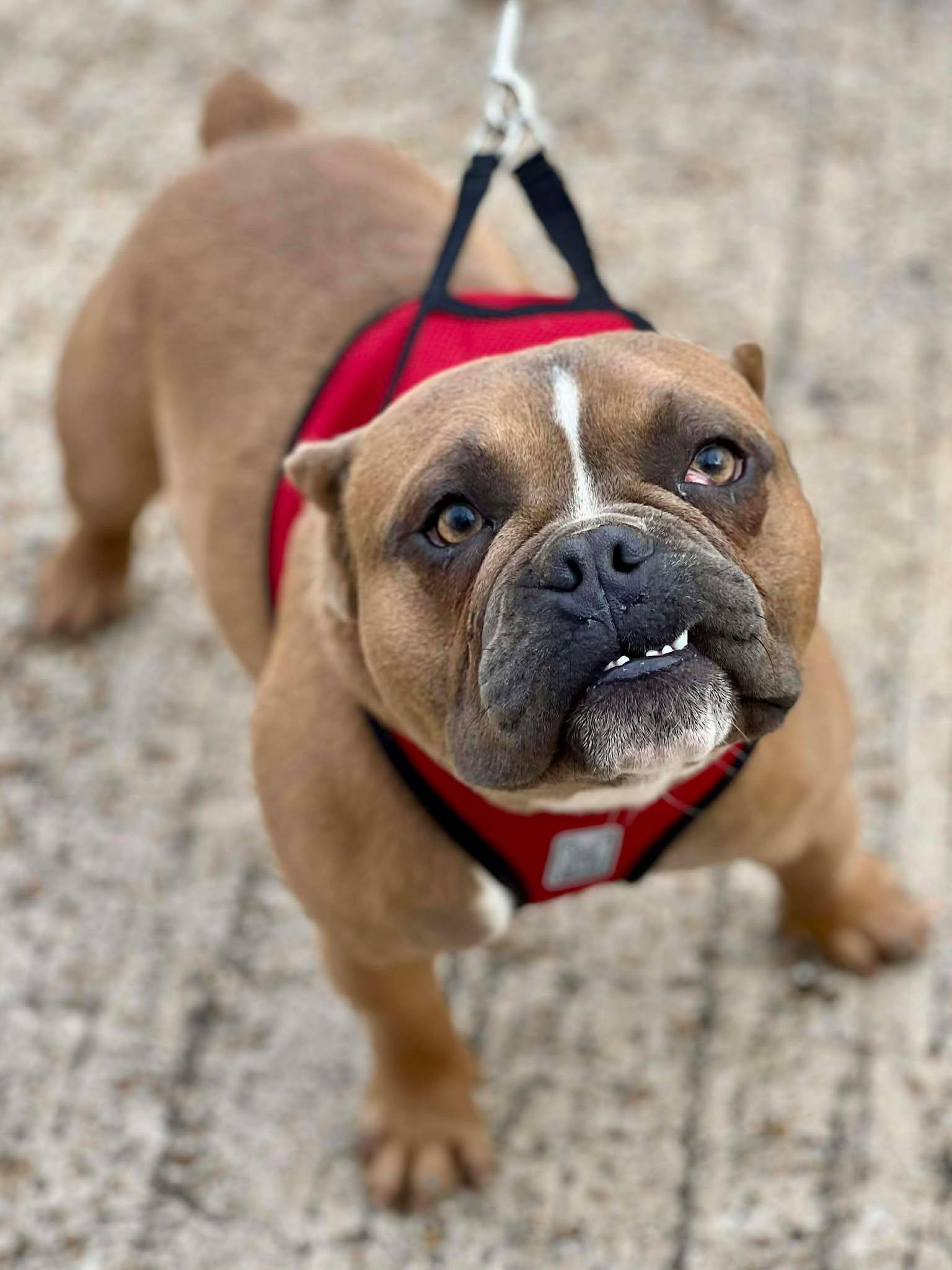 Enlarge Buddy, an adopted mixed breed in Brunswick, ME image 5/6