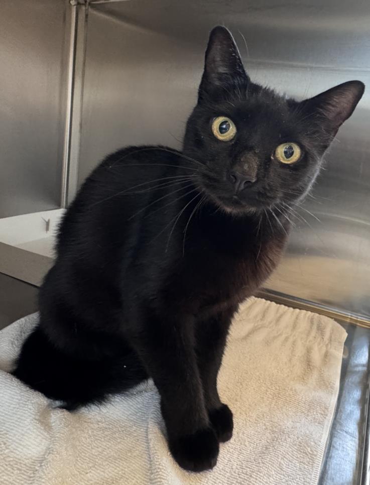 BUD, Adoptable, Adult Female Domestic Short Hair.