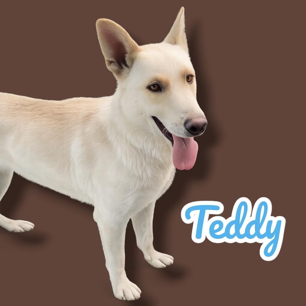 Teddy photo