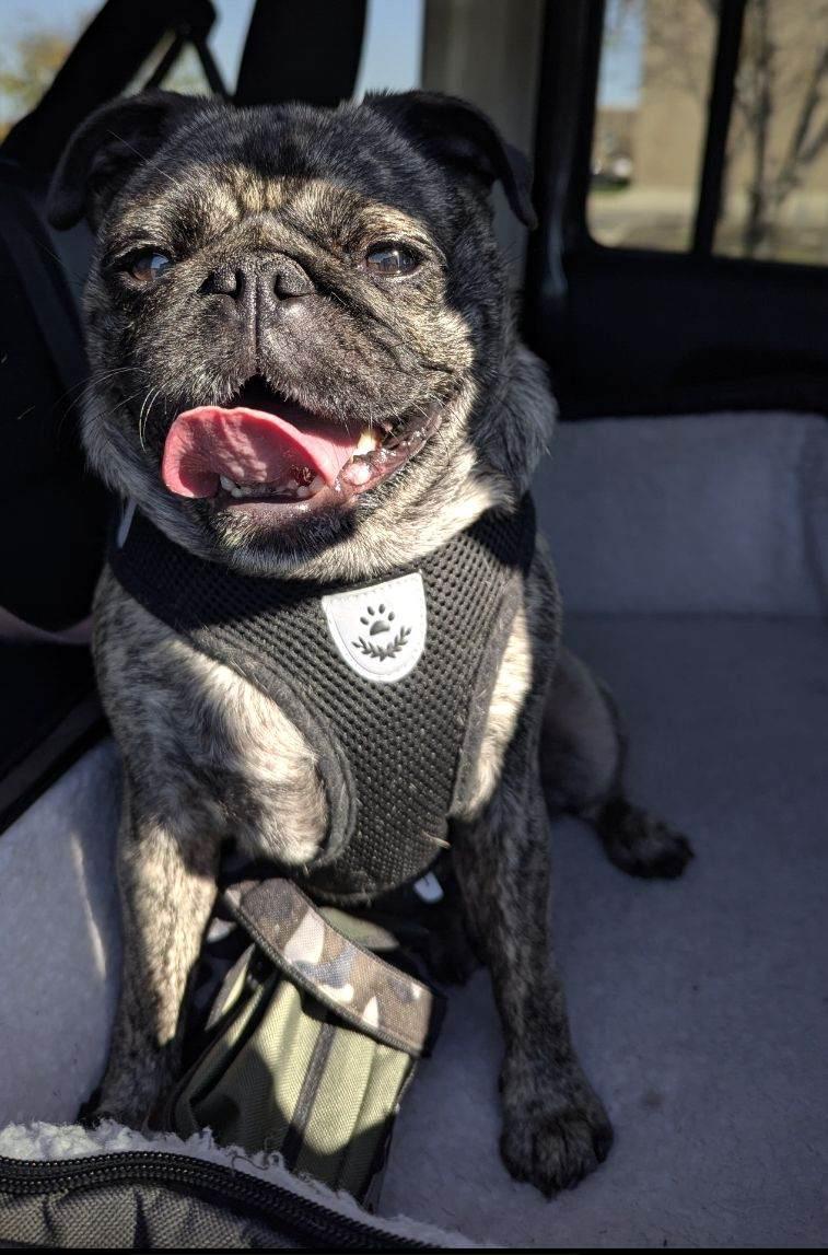 Enlarge Molly, a Adopted Pug in Grand Rapids, MI image 1/2