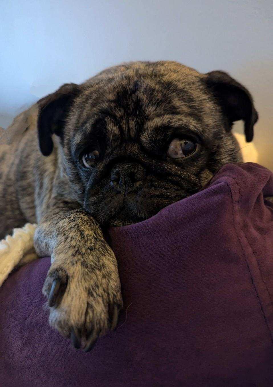 Enlarge Molly, a Adopted Pug in Grand Rapids, MI image 2/2