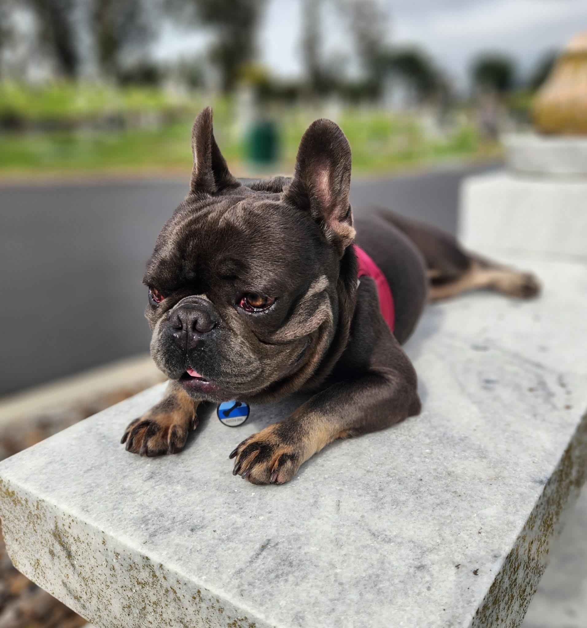 Enlarge Maraschino , an adopted French Bulldog in Hayward, CA image 4/5