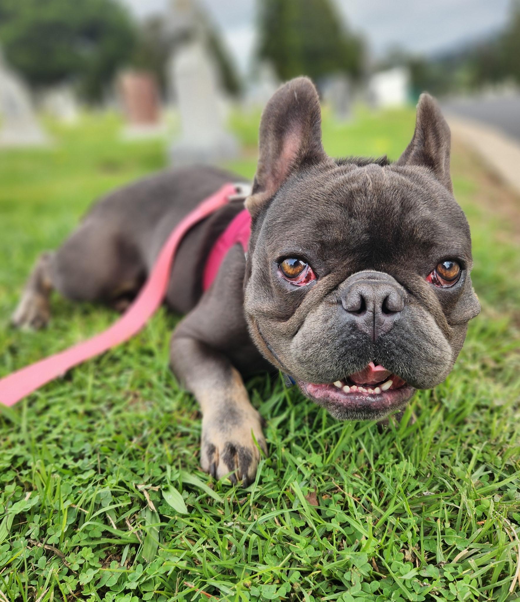 Enlarge Maraschino , an adopted French Bulldog in Hayward, CA image 3/5