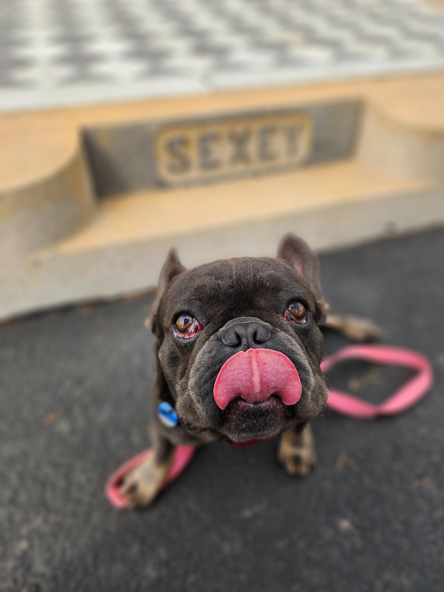 Enlarge Maraschino , an adopted French Bulldog in Hayward, CA image 2/5