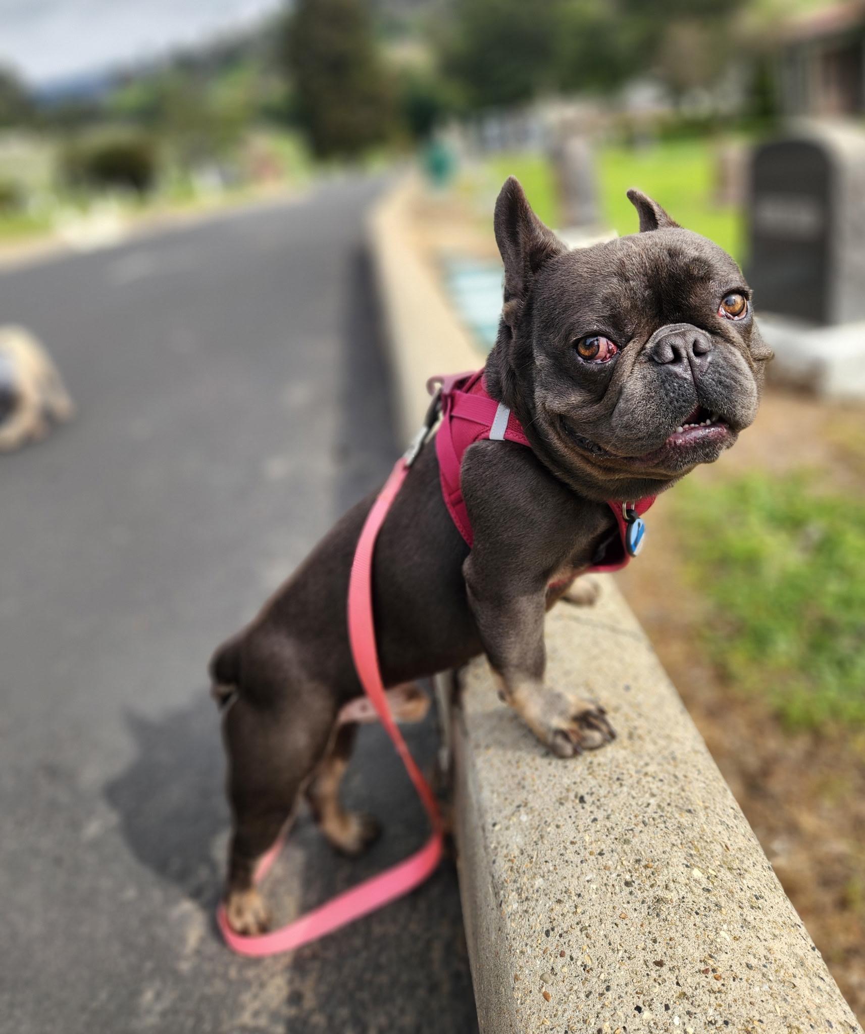 Enlarge Maraschino , an adopted French Bulldog in Hayward, CA image 1/5