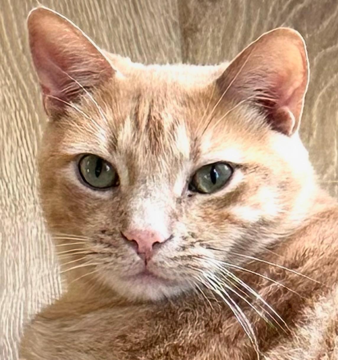 Enlarge So So Cute Cooper, a Adoptable Tabby in Buena Park, CA image 1/2