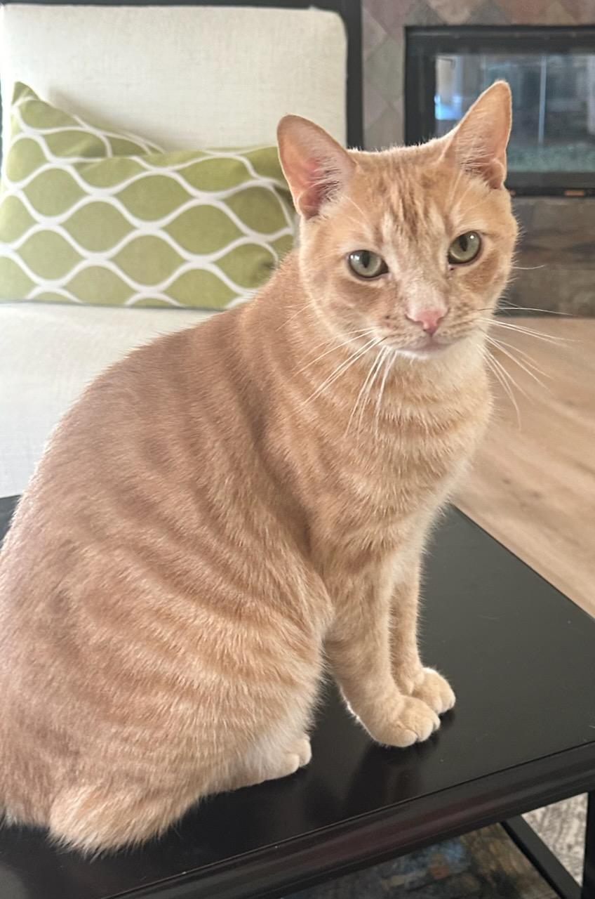 Enlarge So So Cute Cooper, a Adoptable Tabby in Buena Park, CA image 2/2