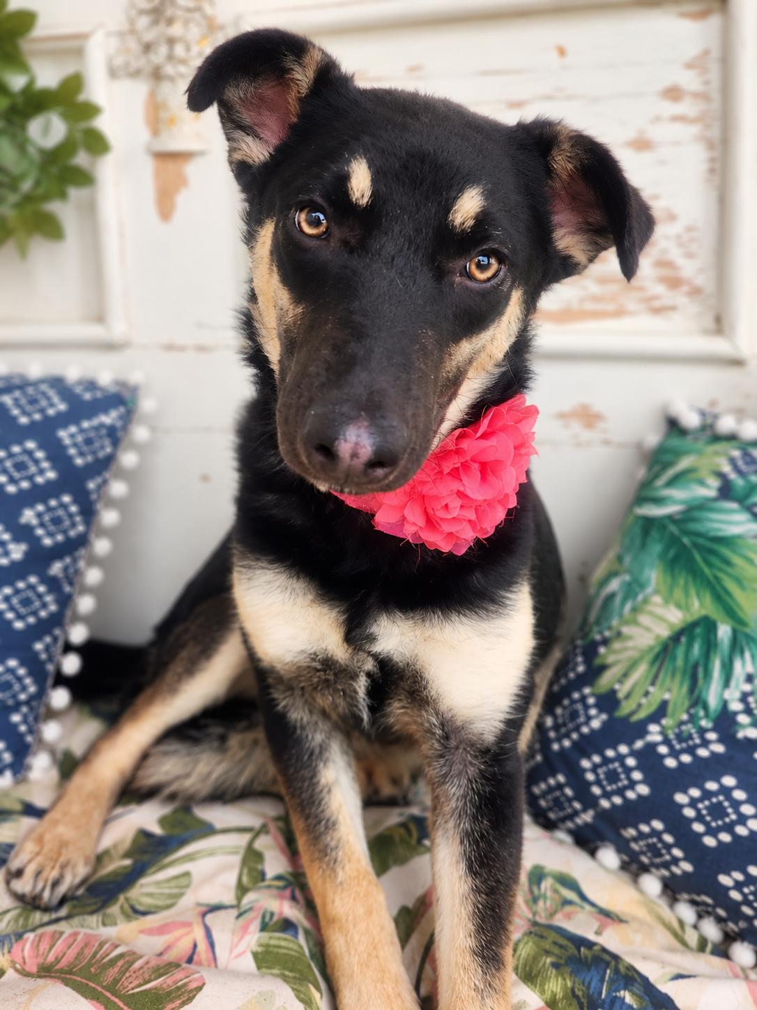 Enlarge Annie McPhee, a Adoptable mixed breed in Menifee, CA image 5/5