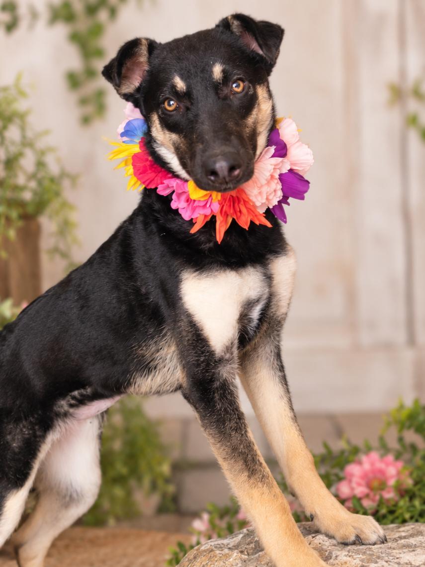 Enlarge Annie McPhee, a Adoptable mixed breed in Menifee, CA image 4/5
