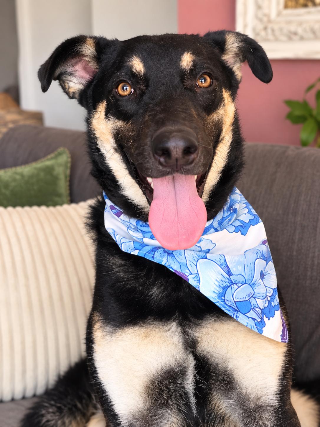 Enlarge Annie McPhee, a Adoptable mixed breed in Menifee, CA image 3/5