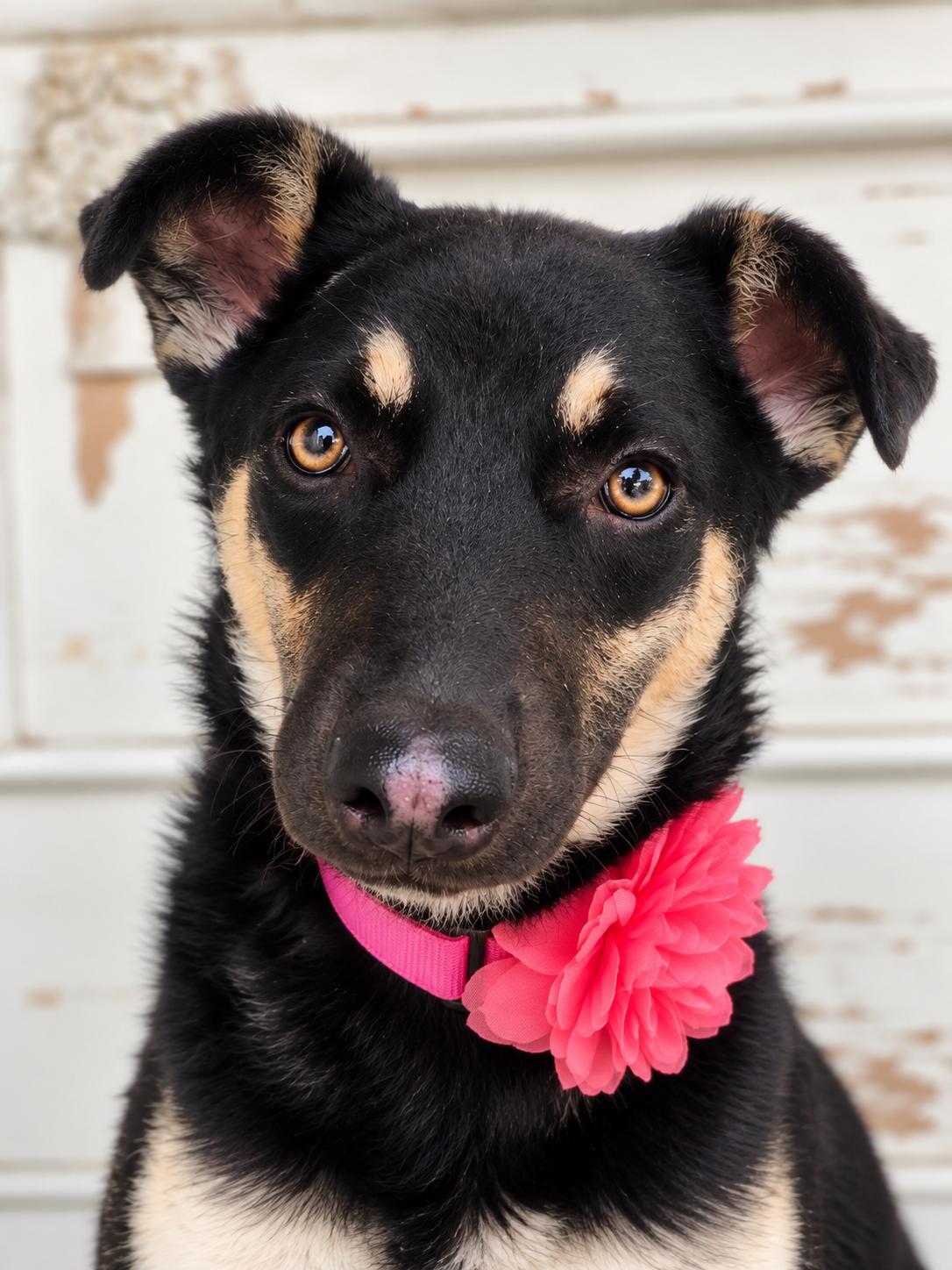 Enlarge Annie McPhee, a Adoptable mixed breed in Menifee, CA image 1/5