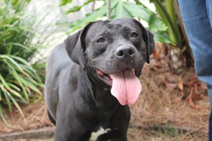 Felicity, Adoptable, Adult Female American Bulldog & Mixed Breed.