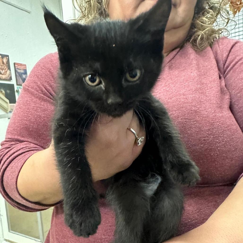 Cujo, Adoptable, Kitten Female Domestic Short Hair.