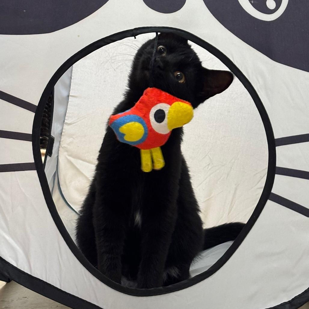 Enlarge Cujo, a Adoptable Domestic Short Hair in Morgan Hill, CA image 2/3