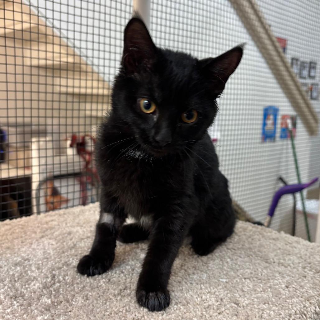 Enlarge Cujo, a Adoptable Domestic Short Hair in Morgan Hill, CA image 3/3
