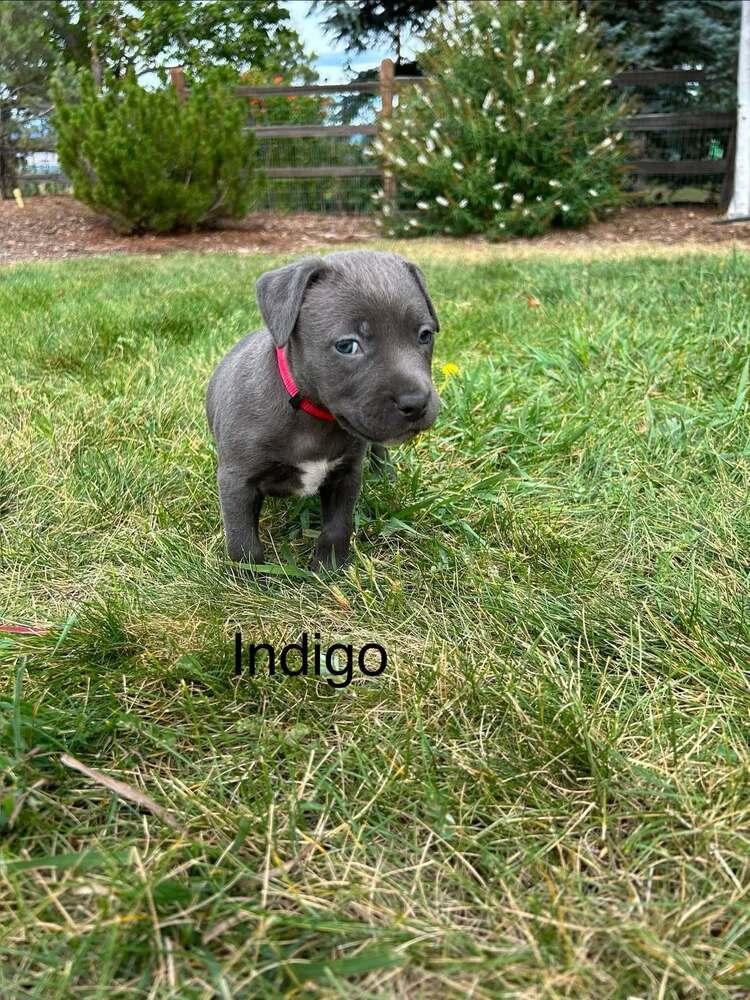 Enlarge Indigo, a Adoptable mixed breed in Denver, CO image 1/3