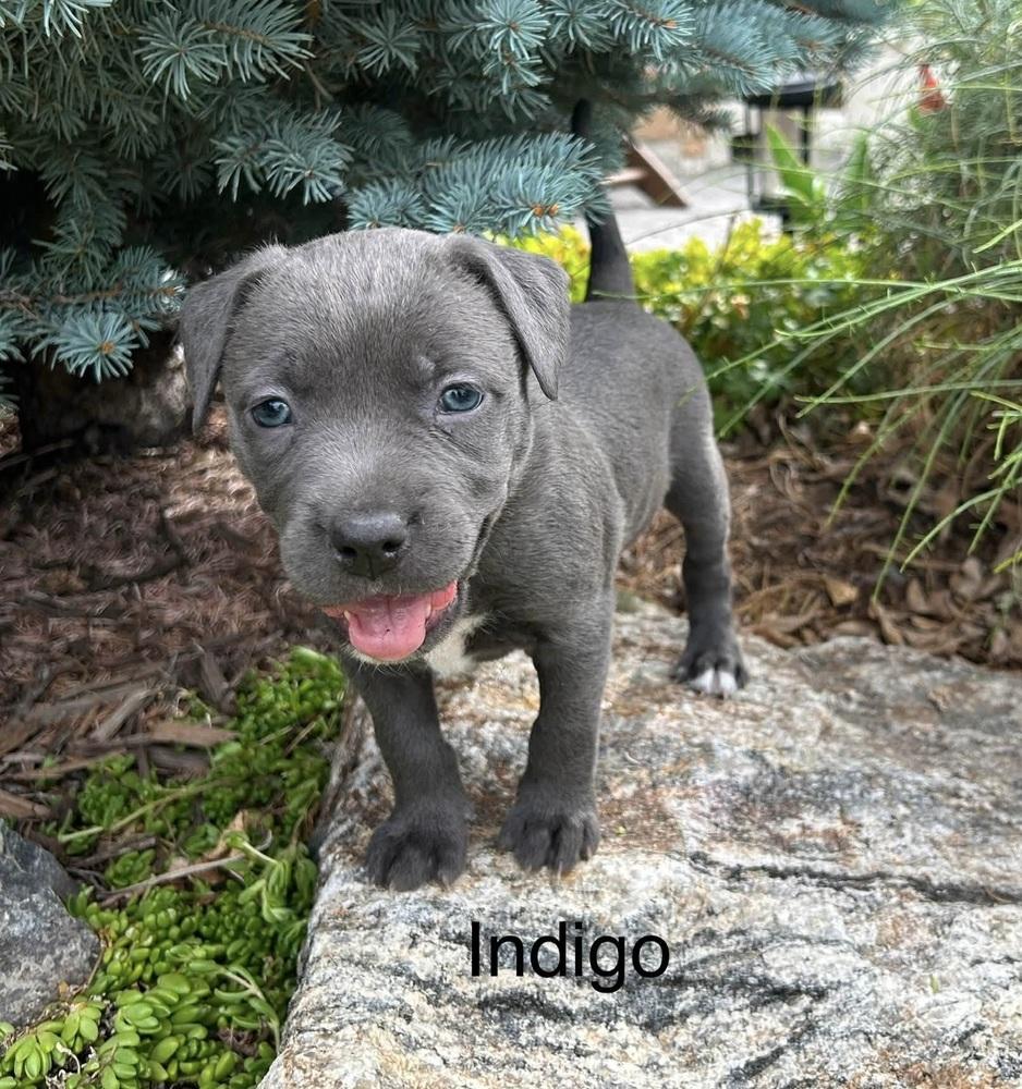 Enlarge Indigo, a Adoptable mixed breed in Denver, CO image 2/3
