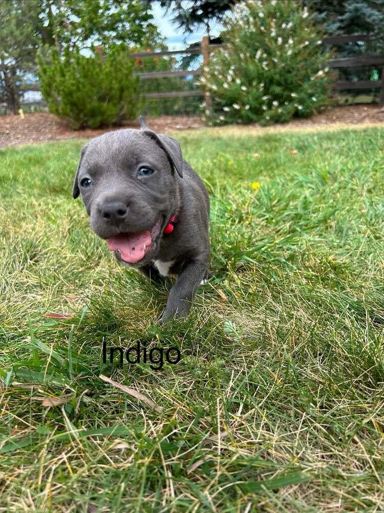 Enlarge Indigo, a Adoptable mixed breed in Denver, CO image 3/3