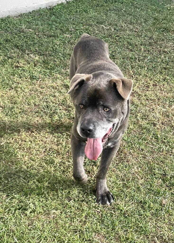 Blu*, a Adoptable mixed breed in Belton, TX image 2/6