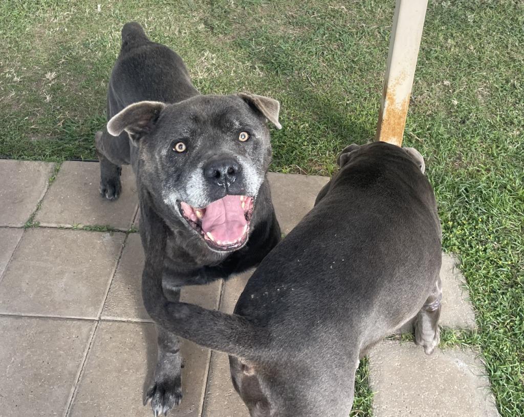 Blu*, a Adoptable mixed breed in Belton, TX image 2/6