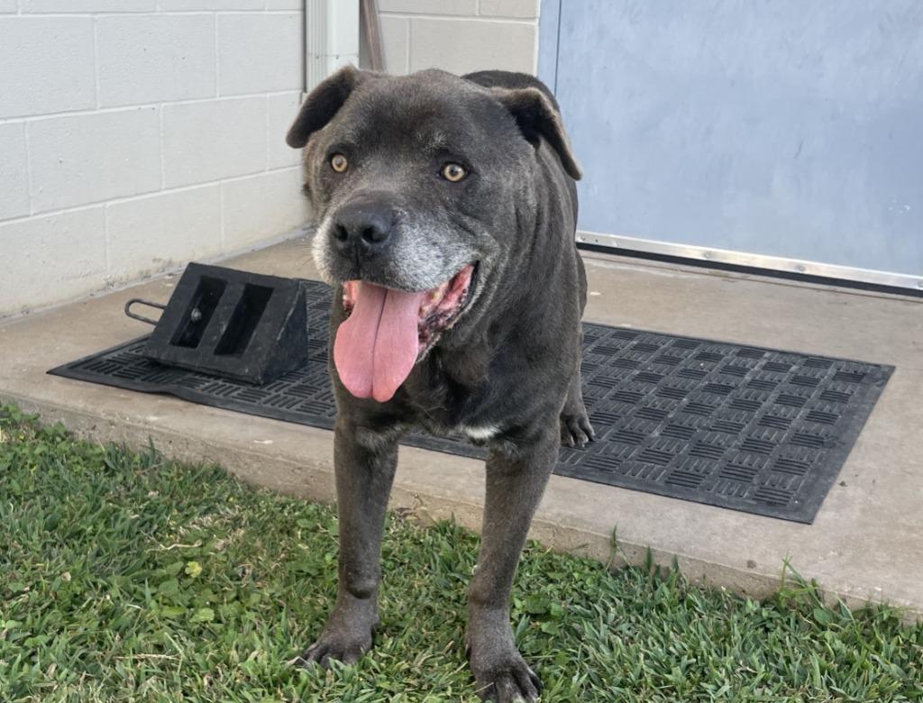 Blu*, a Adoptable mixed breed in Belton, TX image 3/6