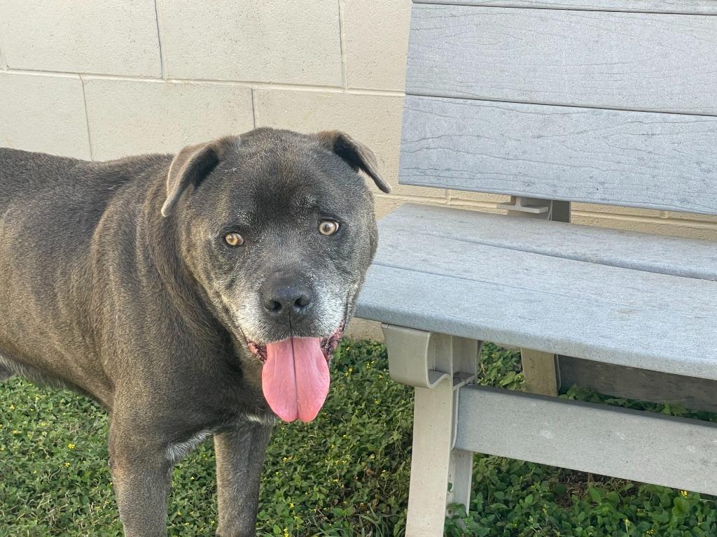 Blu*, a Adoptable mixed breed in Belton, TX image 4/6