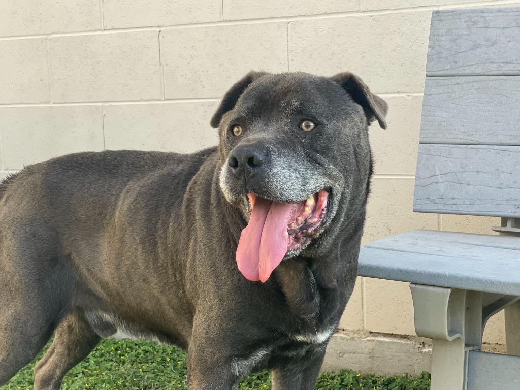 Blu*, a Adoptable mixed breed in Belton, TX image 6/6