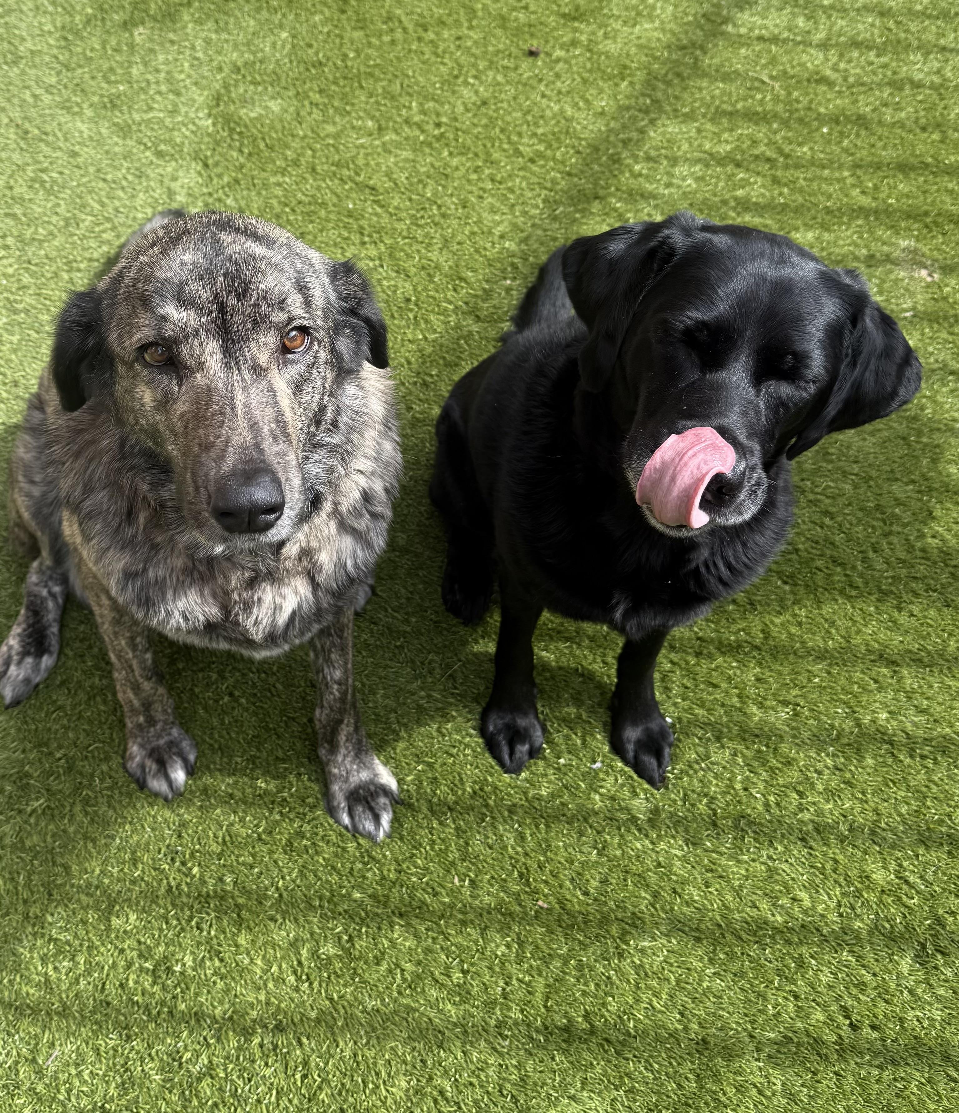 Enlarge Mama Dog, a Adoptable mixed breed in Fort Worth, TX image 3/6