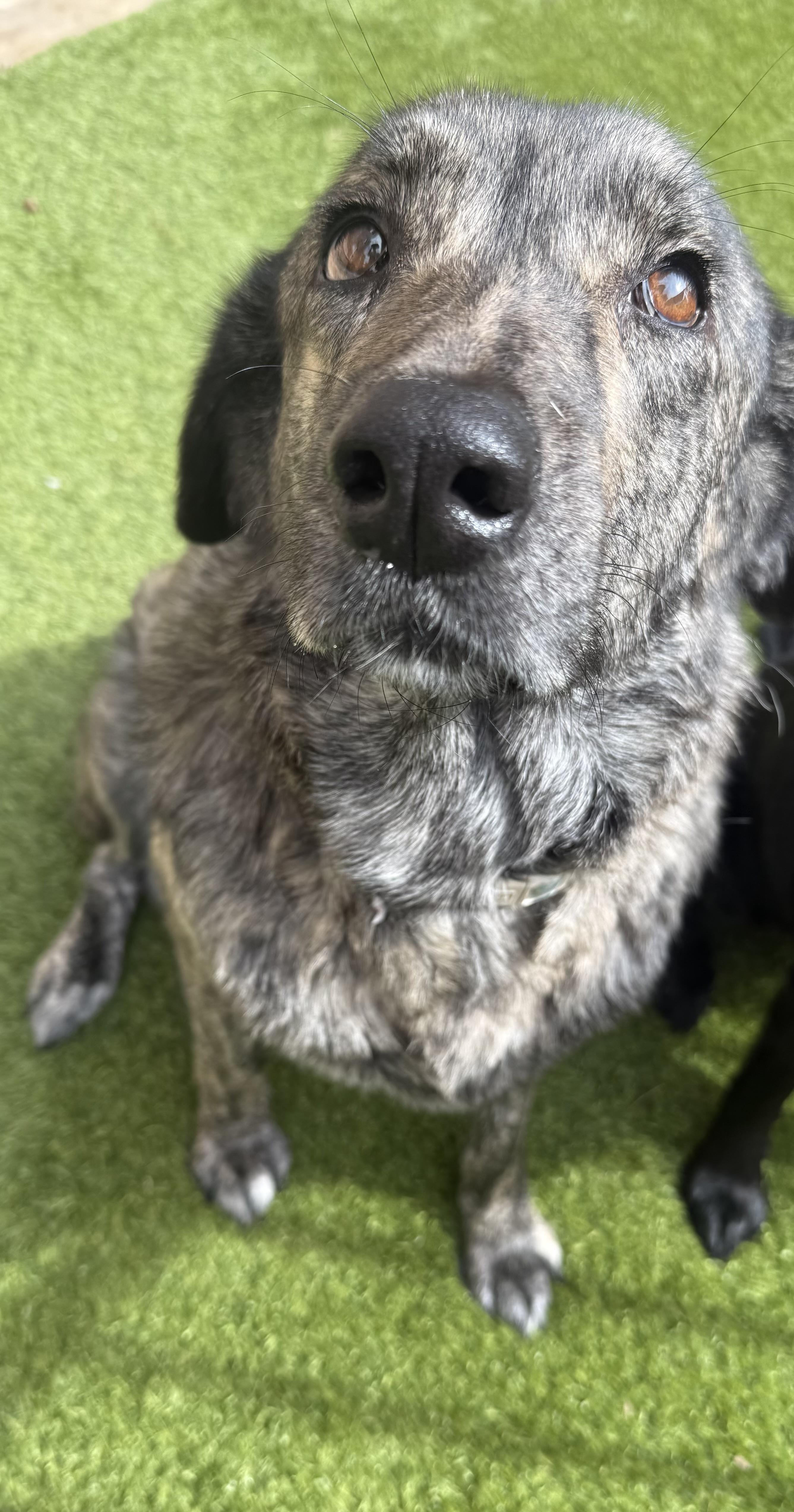 Enlarge Mama Dog, a Adoptable mixed breed in Fort Worth, TX image 4/6