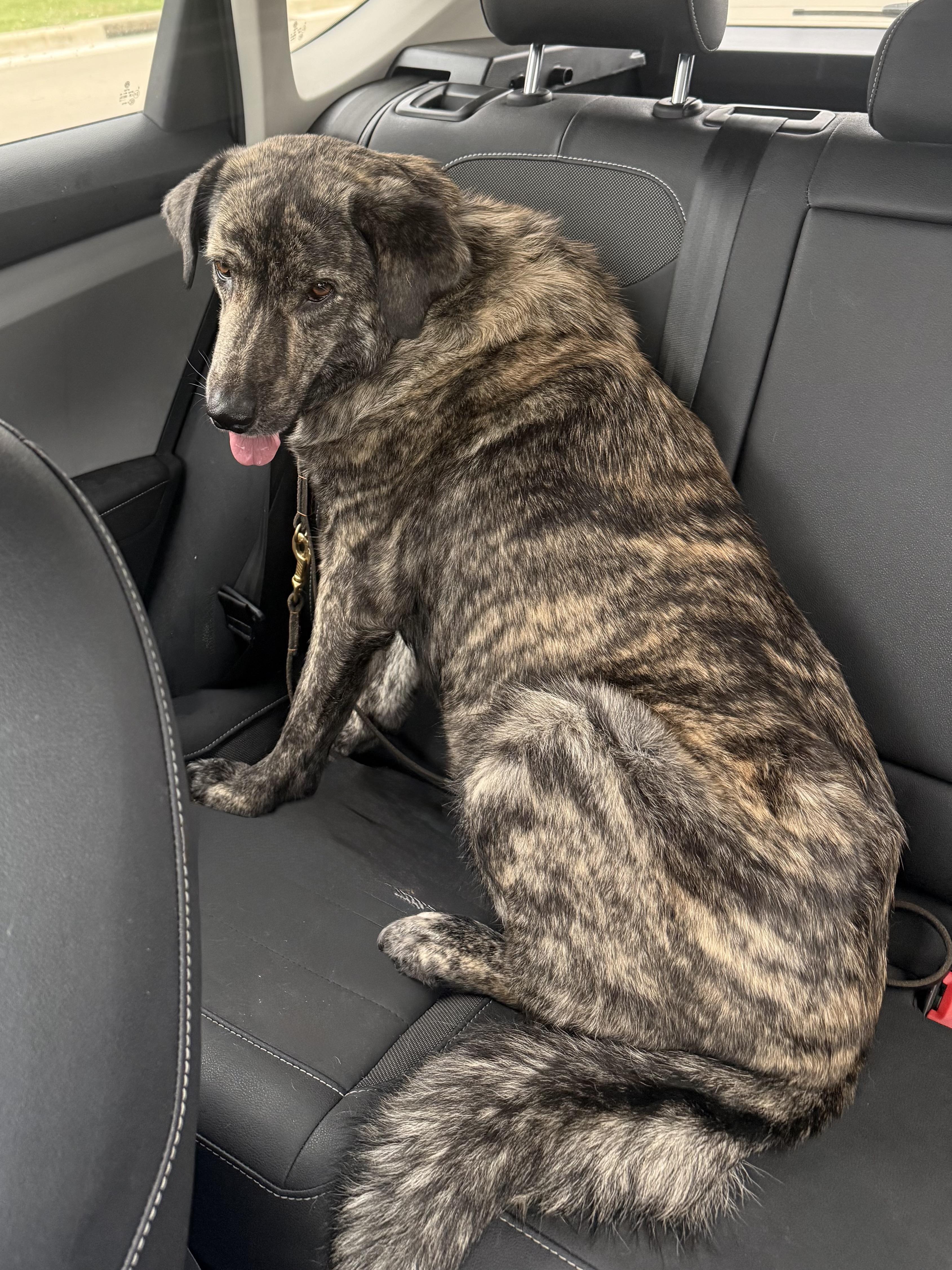 Flee, a Adoptable mixed breed in Houston, TX image 2/3