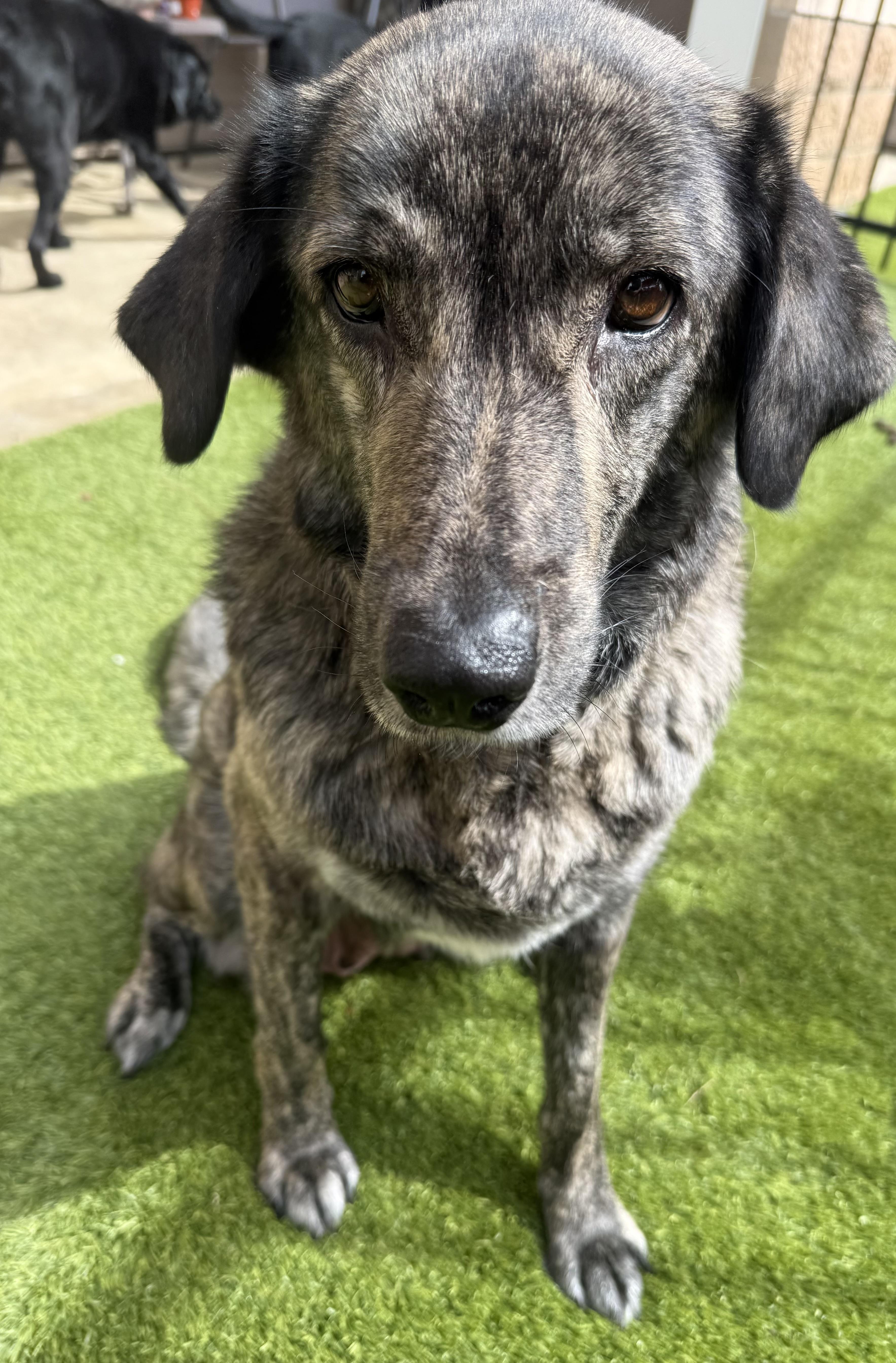 Enlarge Mama Dog, a Adoptable mixed breed in Fort Worth, TX image 2/6