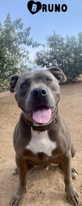 Bruno, a Adoptable Pit Bull Terrier in Superior, MT image 2/12