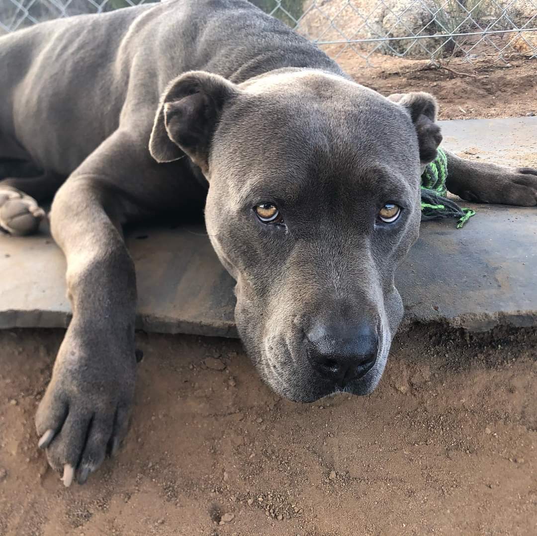 Bruno, a Adoptable Pit Bull Terrier in Superior, MT image 3/12